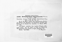 Stemphylium botryosum image